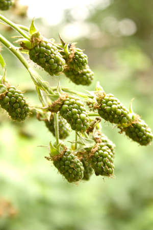 Unripe blackberry