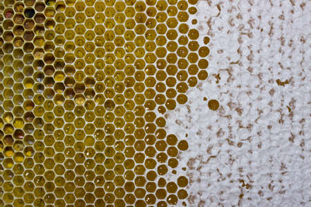 Bee honey in honeycomb