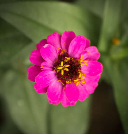 Red flower,close-up