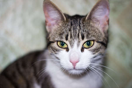 Cat portrait,close-up.