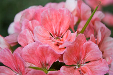 Flowers,close-up