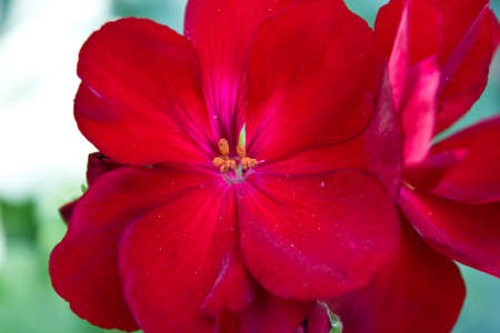 Red flower,close-up