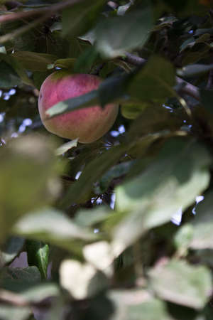 organic apple on treeの写真素材