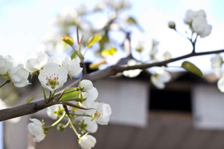 Flowers,close-upの写真素材