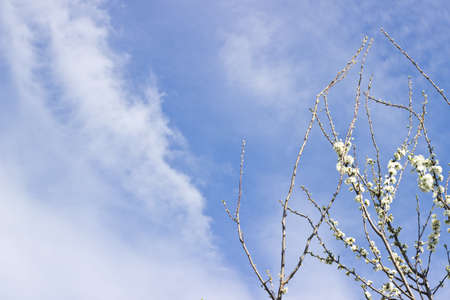 Flowers blossomの写真素材