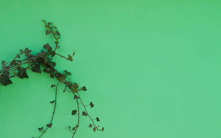 Plant growing on the green wall,close-upの写真素材