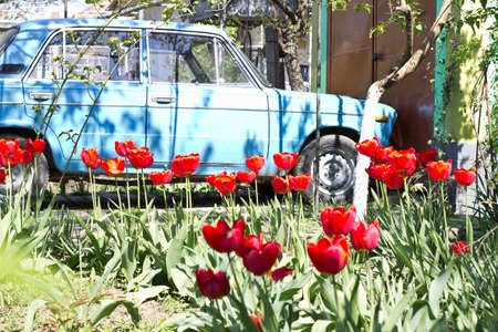 Beautiful flowers.Tulipsの写真素材