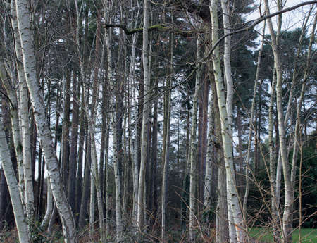 Forest
