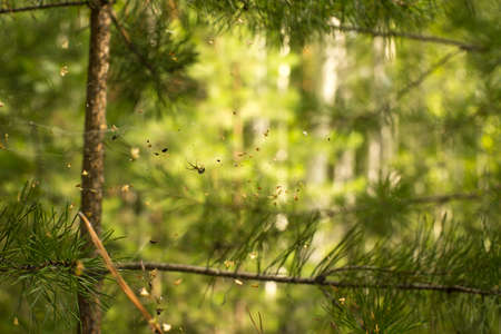 Close up view of forest spider on middle of the web. Subject soft focus and blurry. Weaver spider behind a web with blurry green leaves background. Beautiful nature texture and wildlife concept.の写真素材