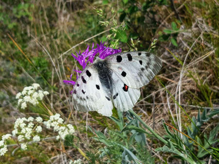 Apollo Butterfly or Mountain Apollo, sitting on the pink flower in the nature. Summer scene from the...