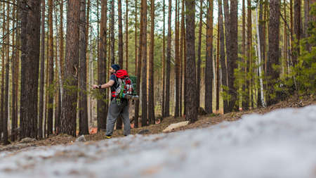Hiker with a backpack in the coniferous forest. Back view. Active lifestyle and health concept.