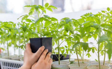 Side view of the hands of a young man holding a small pot of tomato seedlings in his hand. Gardening...