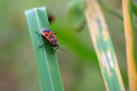 Pyrrhocoris apterus sits on the grass. Macro photography.