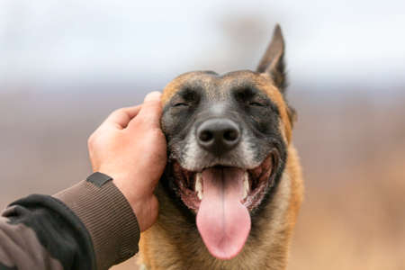 Mans hand is stroking a dog.