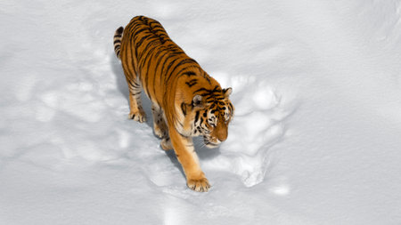 The Amur tiger is walking in the snow.の写真素材