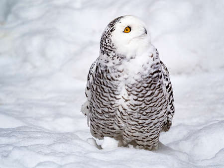 Nyctea scandiaca. Full-length photo of arctic owl.の写真素材