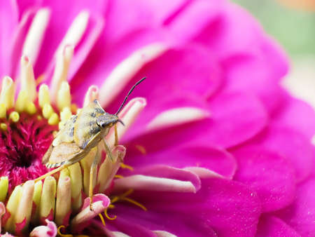 Carpocoris purpureipennis is sitting on zinnia peruviana.の写真素材