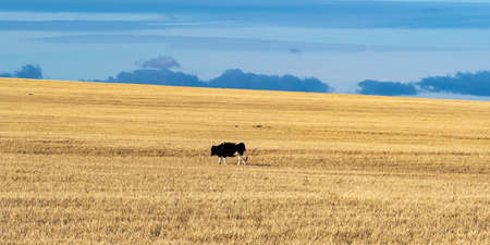 Photo of grazing cow in the autumn field.の写真素材