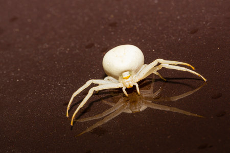 White spider, Misumena vatia, sitting on brown background.の写真素材