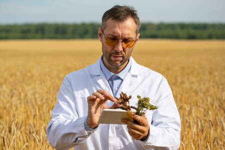 A scientist in a wheat field checking the condition of the crop and entering the data into a tablet...
