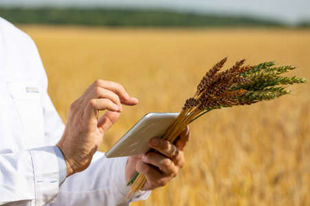 Close-up of a hands of a scientist in a wheat field checking the condition of the crop and entering the data into a tablet pc. Research in the field of genetically modified foods and plants.の写真素材