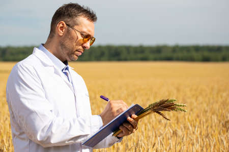 Agronomist in a wheat field checks the condition of the crop and makes notes on a clipboard. Research in the field of genetically modified foods and plants.の写真素材