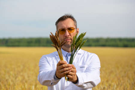 Agronomist compares the rate of maturation of genetically modified ears of wheat and ordinary ones - he is showing green and ripe ears of wheat to the camera. Focus on ears.の写真素材