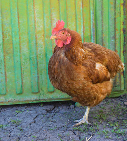 brown chicken on a background of green metal fence on a sunny dayの写真素材
