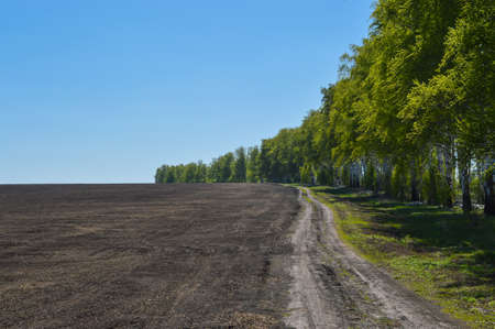 Country road in a field near the forest on a sunny day. Summer Landscapeの写真素材