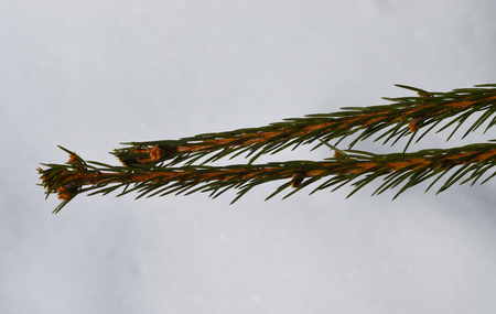 Spruce branches in the snow in clear winter frosty weatherの写真素材