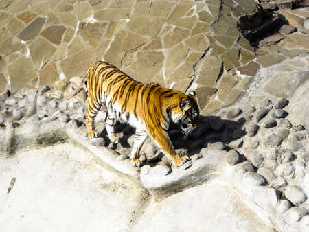 striped tiger at the zoo