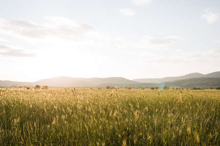 Summer landscape with field of grass,blue sky and sun.の写真素材