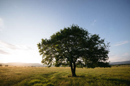 Oak tree at sunset