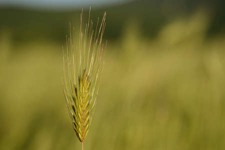 Spikes maturing wheat highlights the evening sunの写真素材