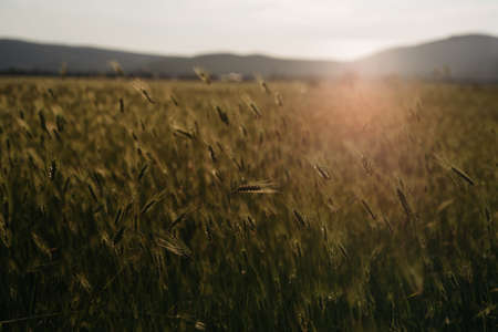 Spikes maturing wheat highlights the evening sun
