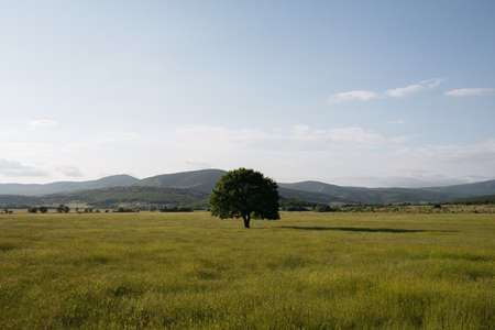 Green nature landscapeの写真素材