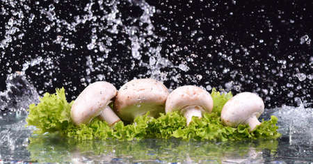 Mushrooms and salad with water drop splashの写真素材