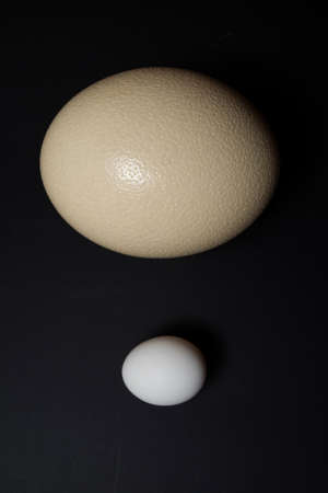 Ostrich and chicken egg on black backgroundの写真素材
