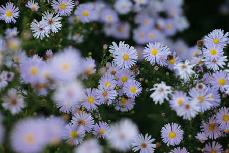 Summer blossoming daisies, chamomiles on meadow, selective focus, toned, light bokeh background,...