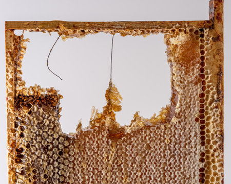 background of honeycomb with honey on a wooden frame. concept of healthy and therapeutic nutritionの写真素材