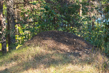 an anthill in the forest in natural light in summer. Walking in the fresh forest.の写真素材