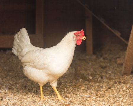 A white hen walks around the chicken coop on the farm copy space.の写真素材