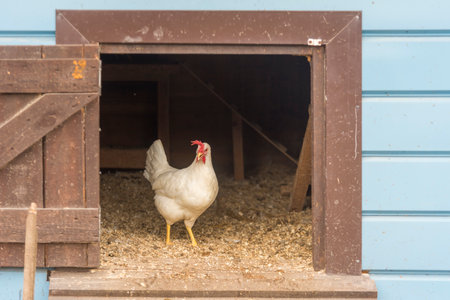A white hen walks around the chicken coop on the farm copy space.
