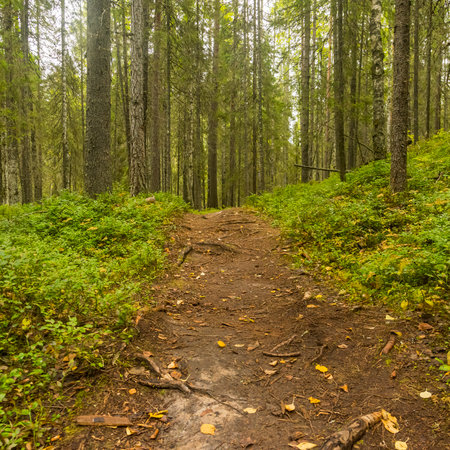 a path among the wild forest. The North of Russia Arkhangelsk region Pinezhsky district. copyspace.の写真素材