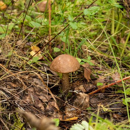 edible mushroom among the foliage in the forest travel and tourism.の写真素材