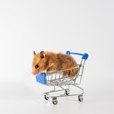 a red-haired hamster sit in shopping trolley on wheels, white background. shopping concept. copyspace.の写真素材