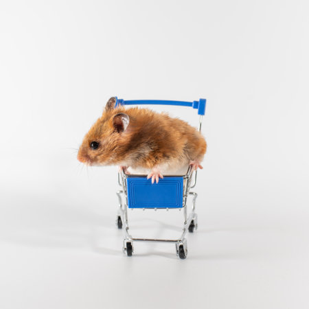 a red-haired hamster sit in shopping trolley on wheels, white background. shopping concept. copyspace.の写真素材