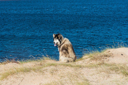 The dog is sitting on a hill against the background of a blue river with his head turned backの写真素材