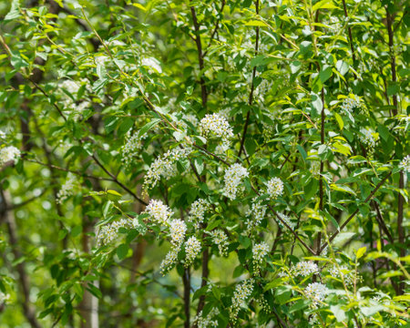 Large flowering bird cherry tree as a backgroundの写真素材