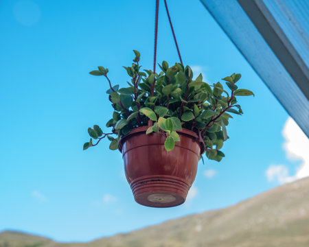 hanging pot with flowers and greenery on a background of blue sky and mountains outdoorsの写真素材